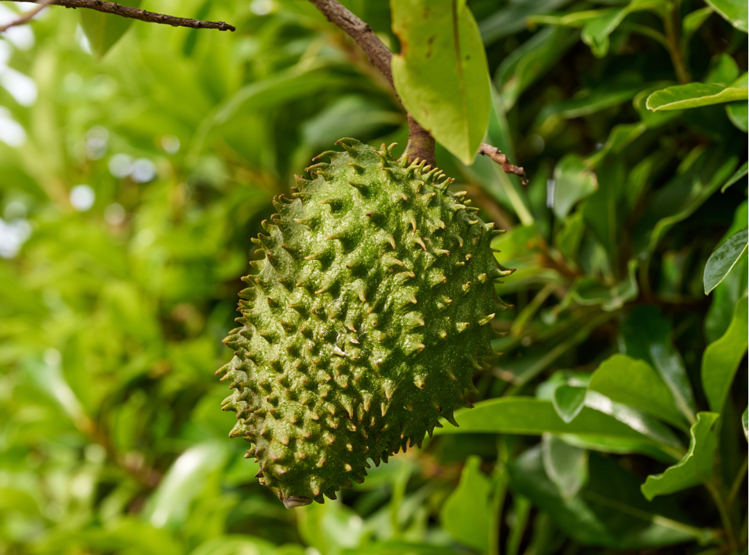 Benefits of Soursop