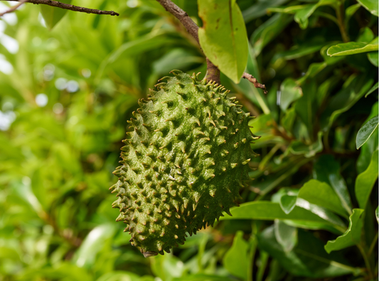 Benefits of Soursop